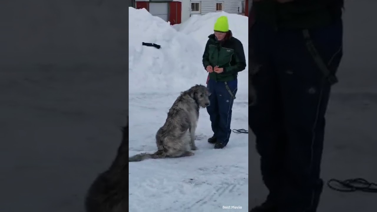 Eksamensvideo