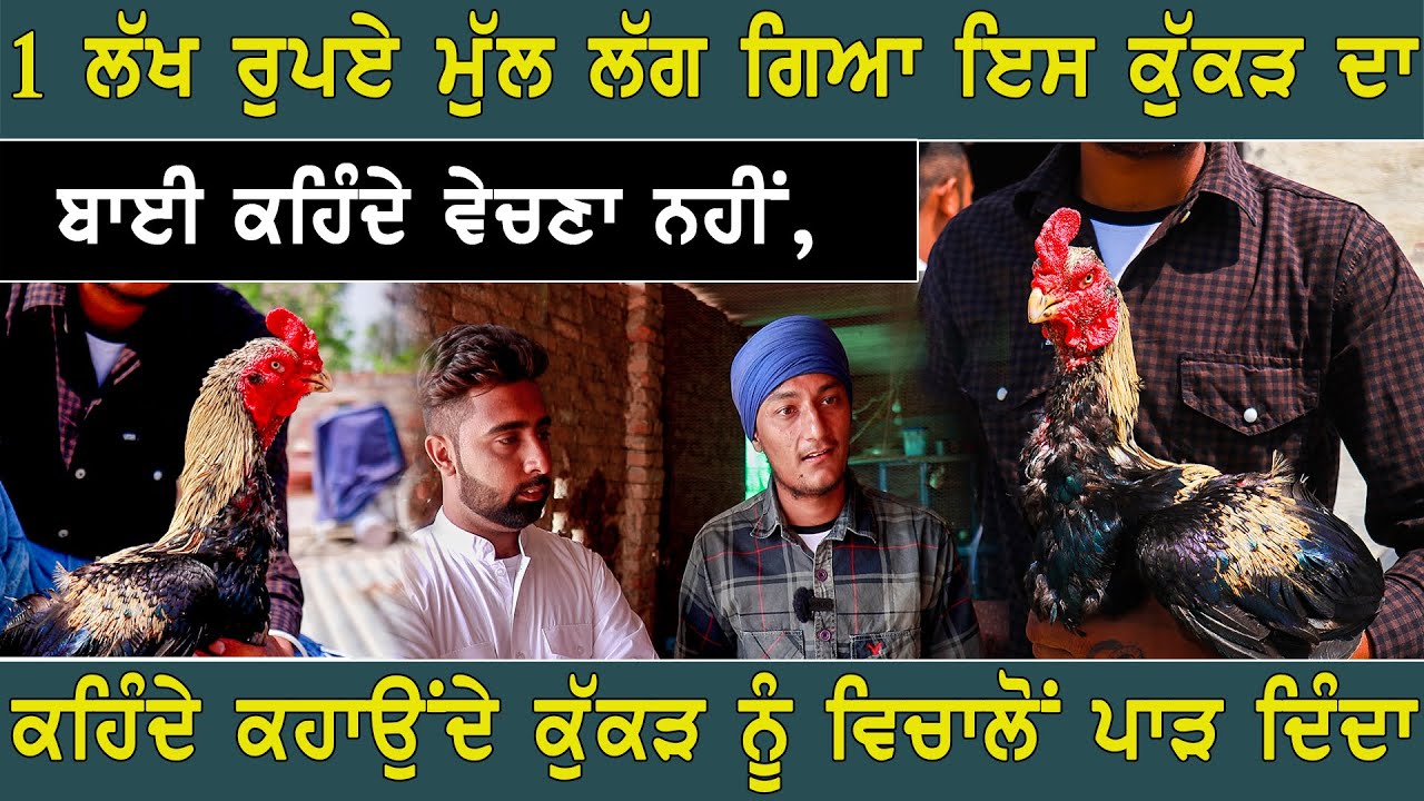 1 ਲੱਖ ਰੁਪਏ ਮੁੱਲ ਲੱਗ ਗਿਆ ਇਸ ਕੁੱਕੜ ਦਾ, ਬਾਈ ਕਹਿੰਦੇ ਵੇਚਣਾ ਨਹੀਂ, ਕਹਿੰਦੇ ਕਹਾਉਂਦੇ ਕੁੱਕੜ ਨੂੰ ਵਿਚਾਲੋਂ