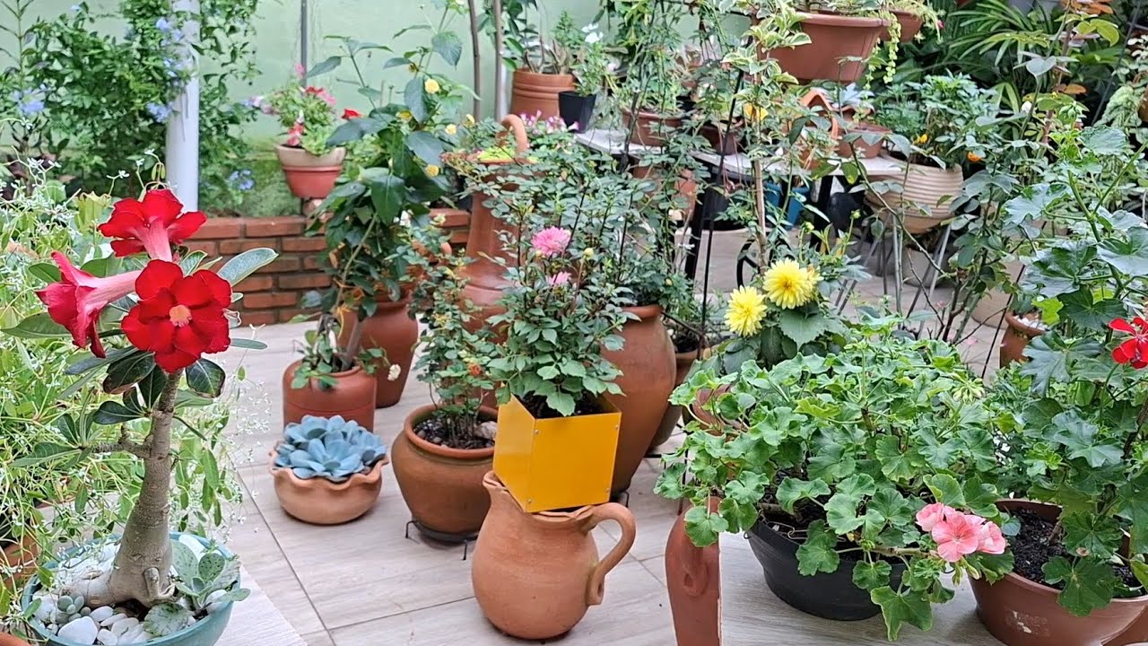 Jardim de flores está mudando para melhor e vai te inspirar com as novidades 