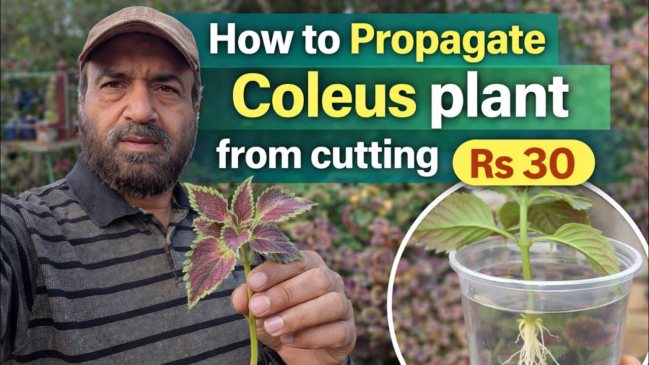 Simplest Tips for Growing Amazing Coleus at Home