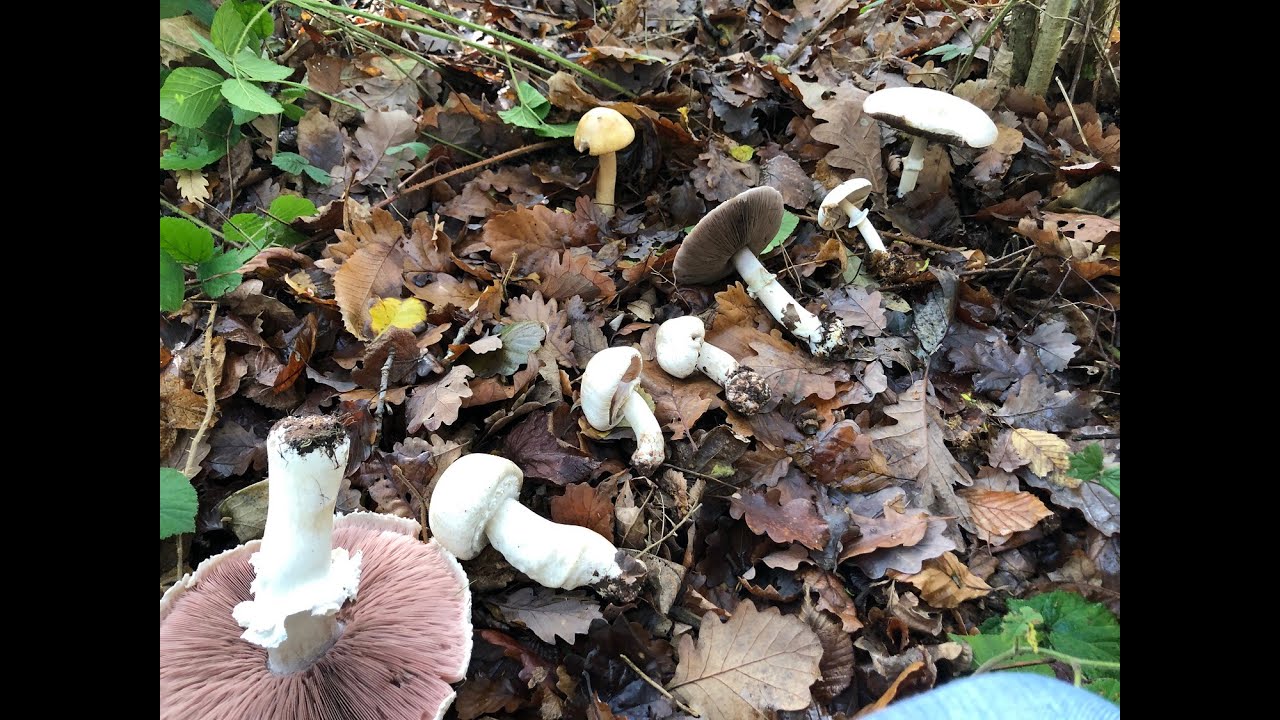 Identifying the Wood Mushroom, The Yellow Stainer and the Horse Mushroom