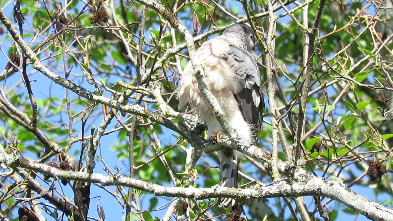 04/15/19 Male Cooper's Hawk Preening by Nest @ S 234 Pl S & 53 Pl S Kent Wa 2421-122