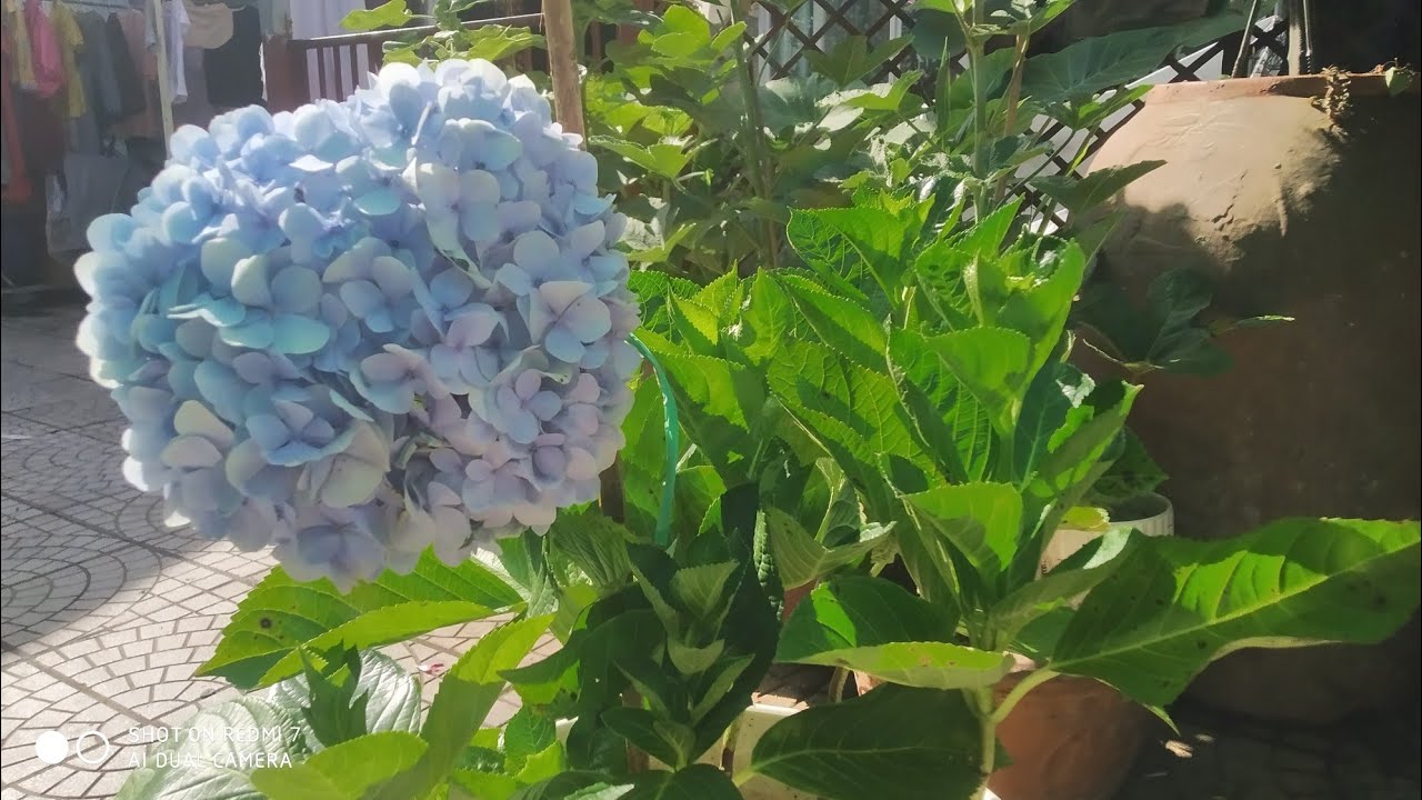 Hướng dẫn chăm sóc cây Cẩm Tú Cầu| Cẩm Tú Cầu....