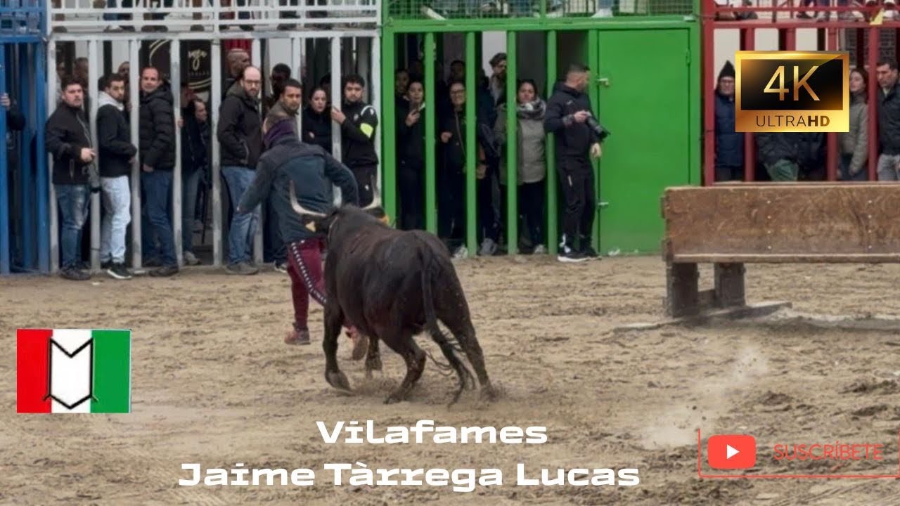  Vilafames‼️ // Vacas de Jaime Tarrega Lucas & Toro cerril de El Torreon🐂 // 4K Video // 14-03-2026