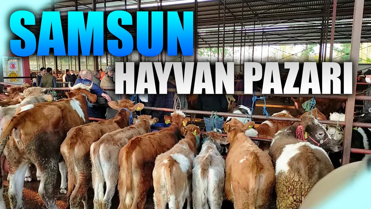 SAMSUN ÇARŞAMBA HAYVAN PAZARINDA SON FİYATLAT NASIL ? | 2022 KURBANLIKLARI