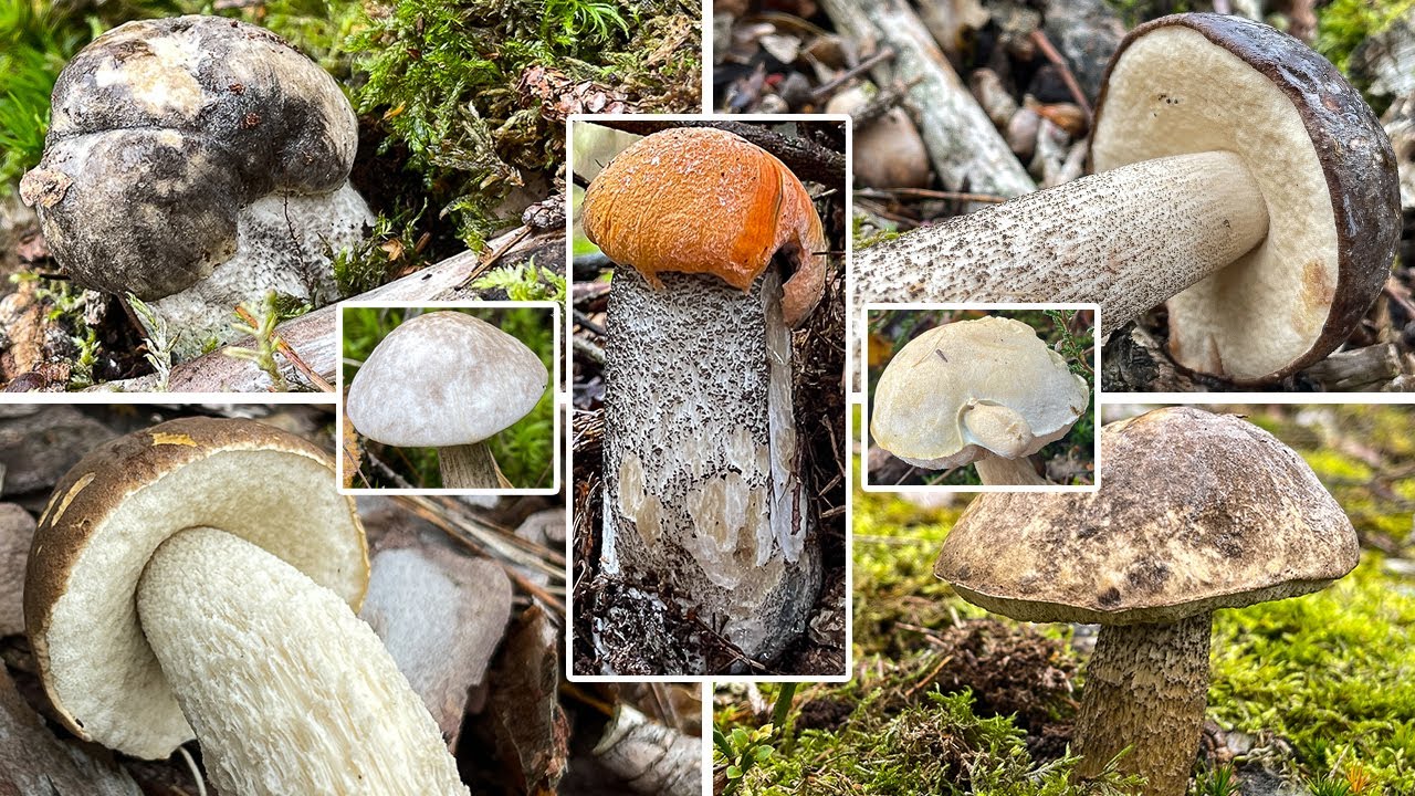 Raufu&szlig;r&ouml;hrlinge | Gattung Leccinum | Birkenpilze, Rotkappen, Hainbuchenraufu&szlig; | Speisepilz-R&uuml;ckblick