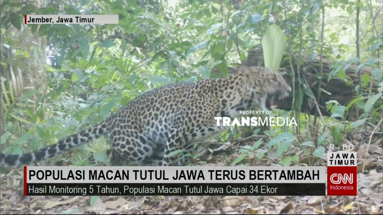 Populasi Macan Tutul Jawa Terus Bertambah