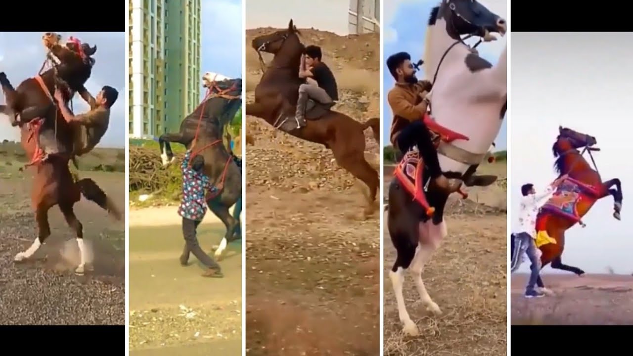 Horse || kudva wala ghoda || horse video
