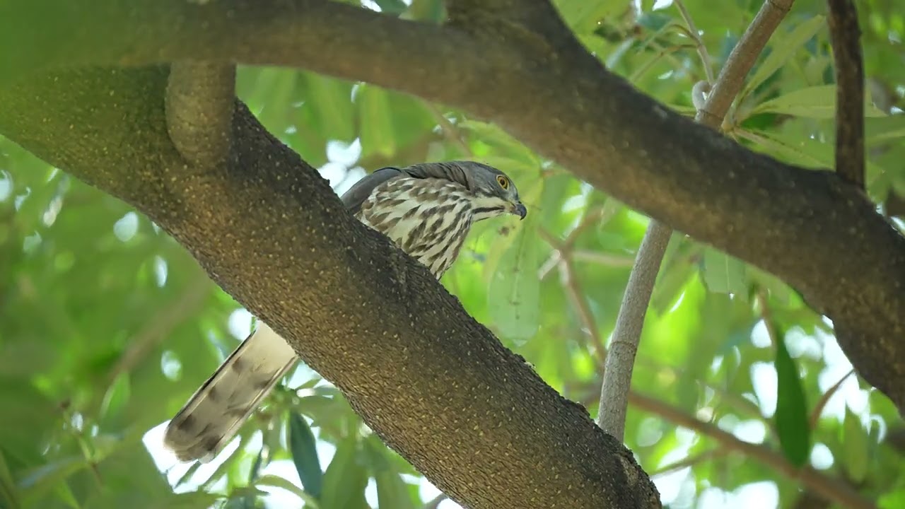 鳳頭蒼鷹(Crested Goshawk)，吃午餐，剛好樹枝擋到食物，沒有血腥的畫面，偶爾比較大口才有血腥的感覺。