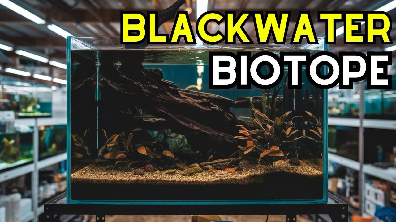 How To Start A Blackwater Aquarium | Botanical Method