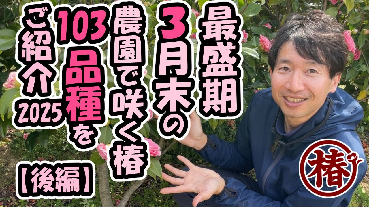 2025年3月・農園に咲く椿のお花をご紹介【後編】