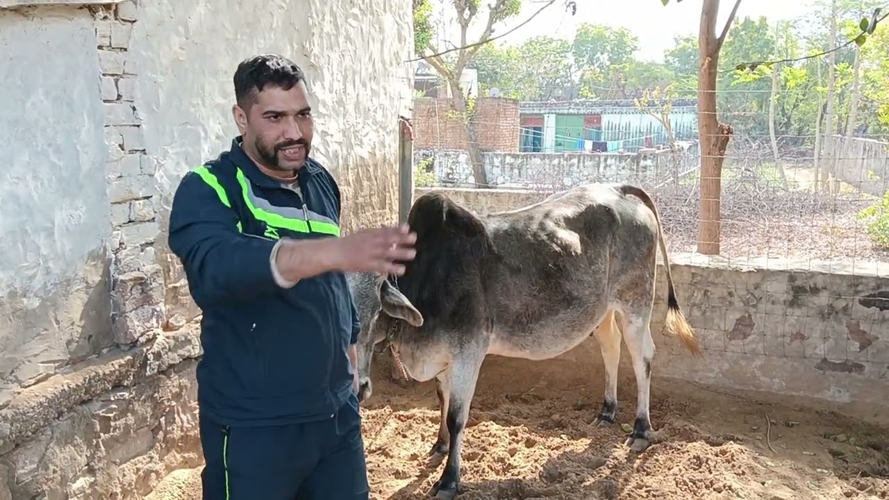 Desi acchi gay   # हरयाणवी गाय # Sahiwal # राठी गाय # कुछ मेहनत और अच्छी ब्रेड तैयार करने का तरीका 