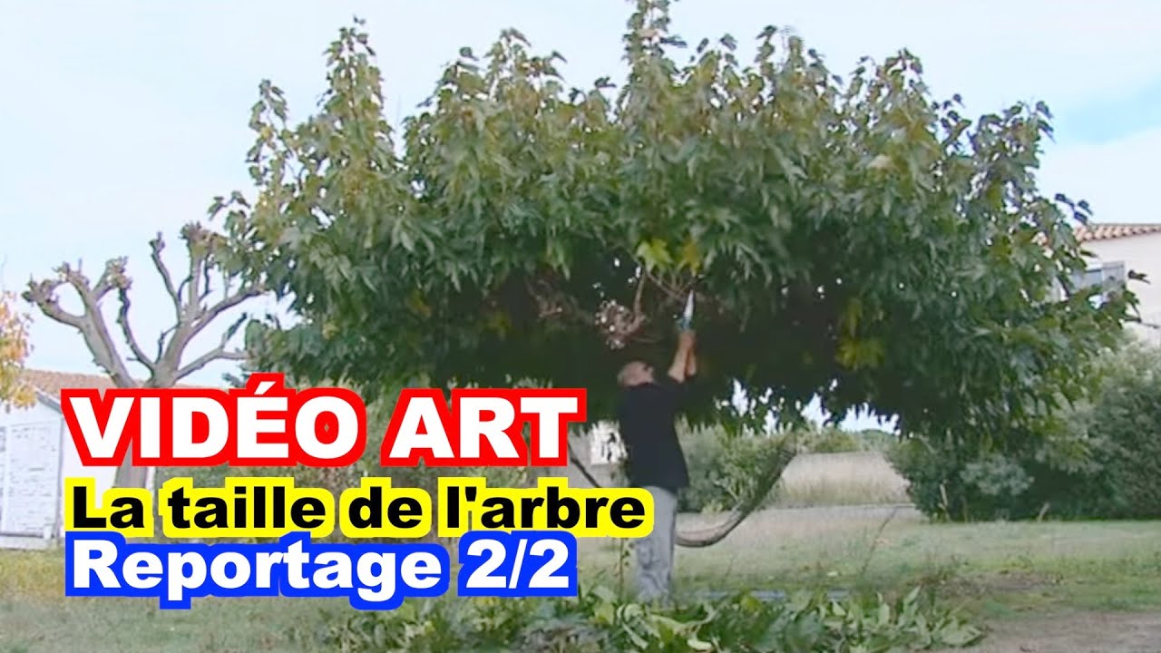 VIDÉO ART : la taille de l'autre arbre 2/2