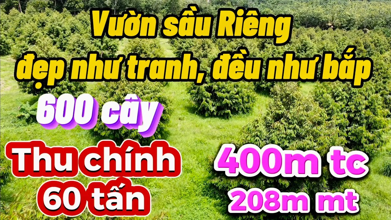 Xem là mê. 3,7hec sầu riêng xanh tươi mơn mởn. Nhà, điện, nước đầy đủ chỉ 250tr/sào. Sang năm có thu