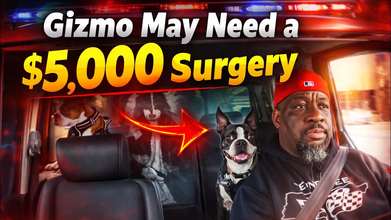 Took Gizmo & Codie to the Vet wasn’t expecting this News… SMH!!!  [4K]