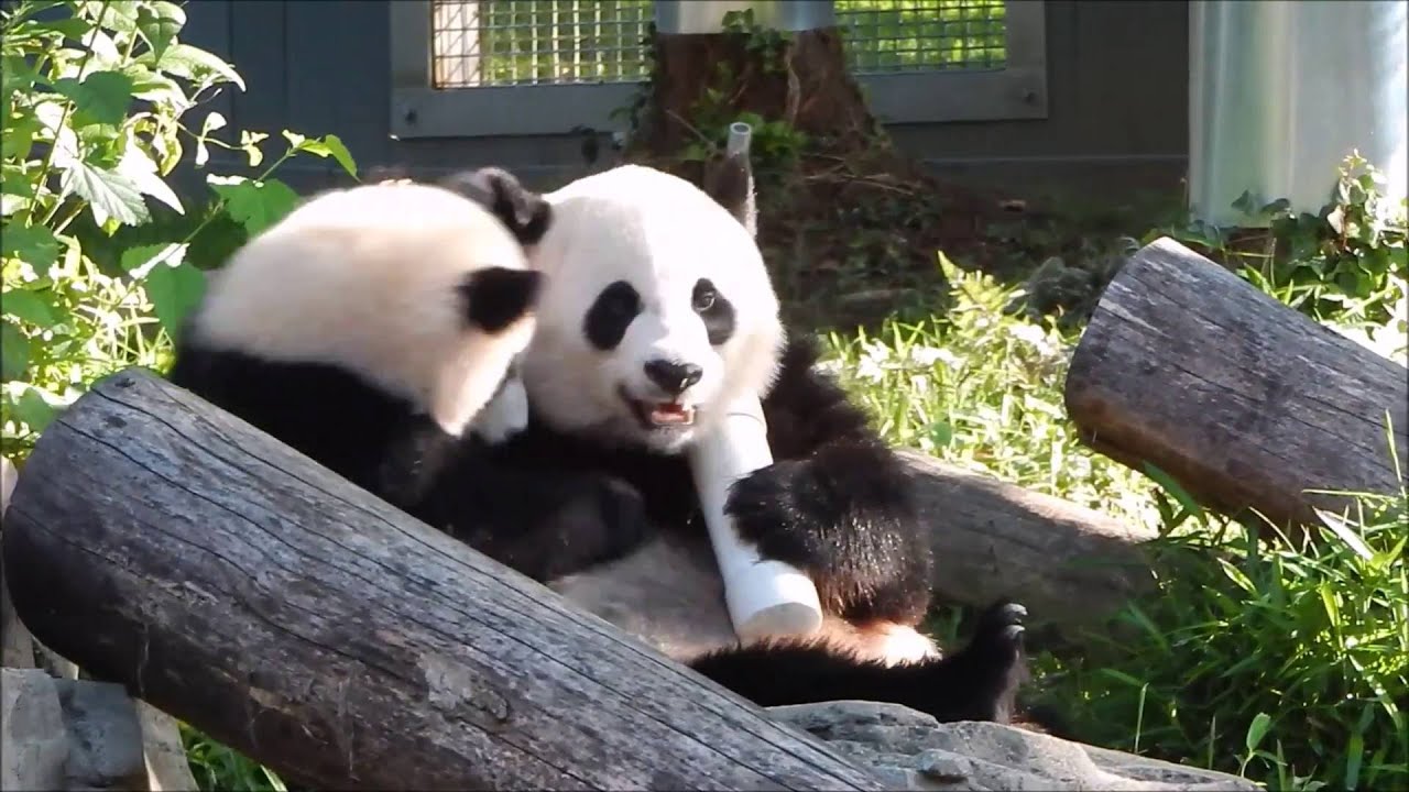 Bei Bei 6/1/16