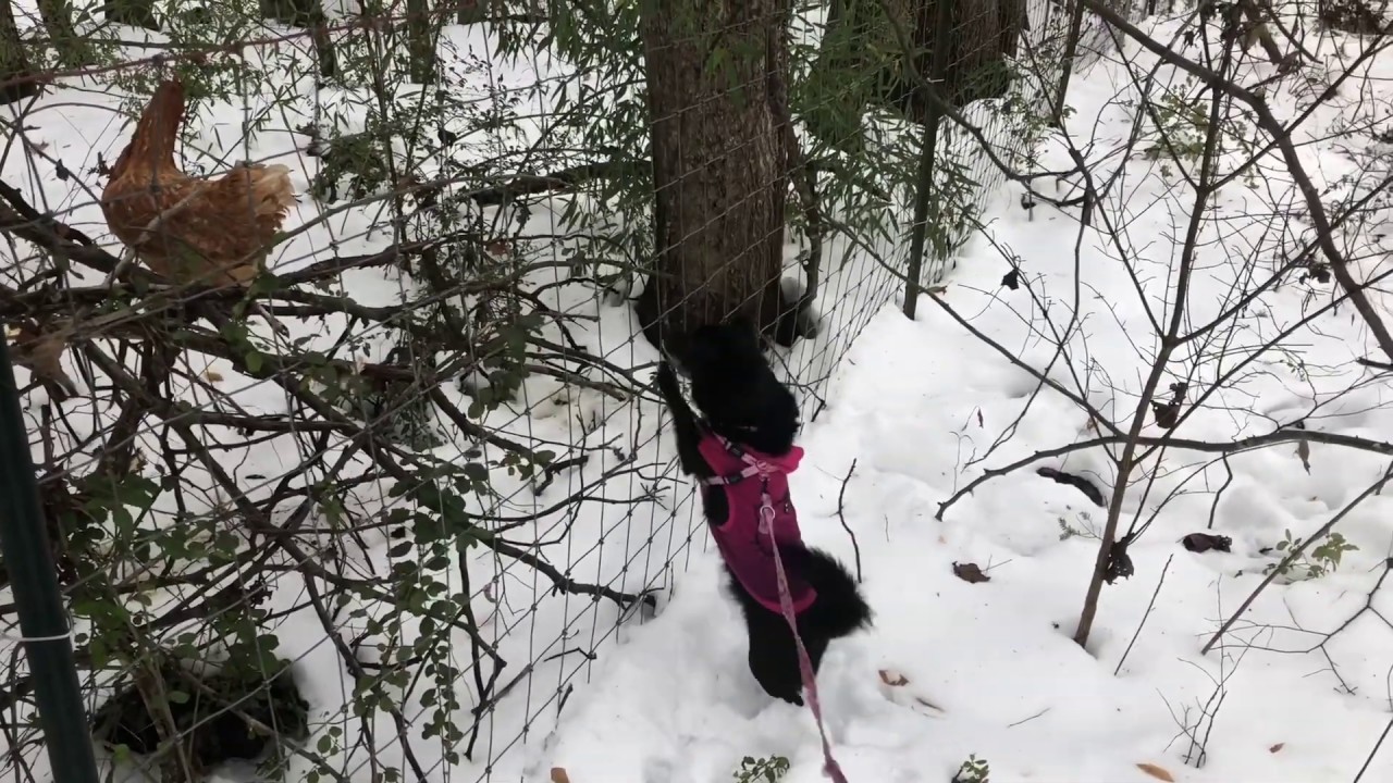 Pepper meets her favorite snack.