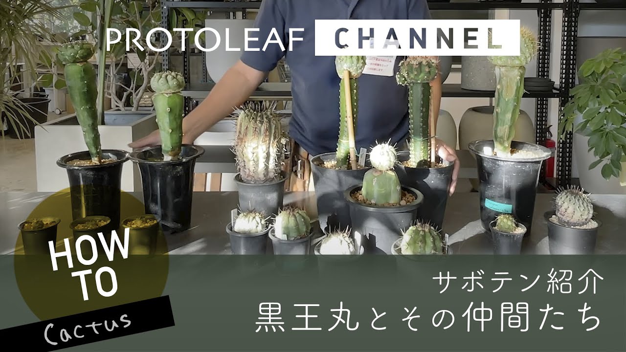 【ガーデニング】黒王丸とその仲間たちについて