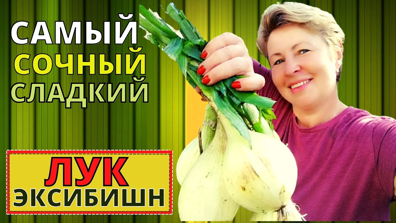 Хотите много ЛУКА сладкого, сочного и крупного? Сеем вместе ЛУК ЭКСИБИШН без пикировки