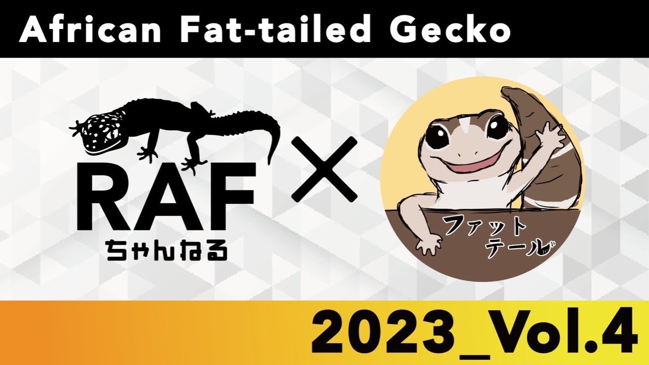 【Vol.4】韓国便のえぐいニシアフ達を一挙紹介【ファットテール｜ニシアフリカトカゲモドキ】