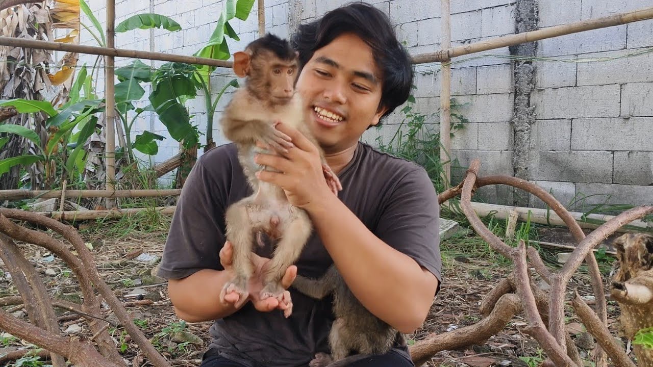 The disabled baby monkey has returned to normal.. 