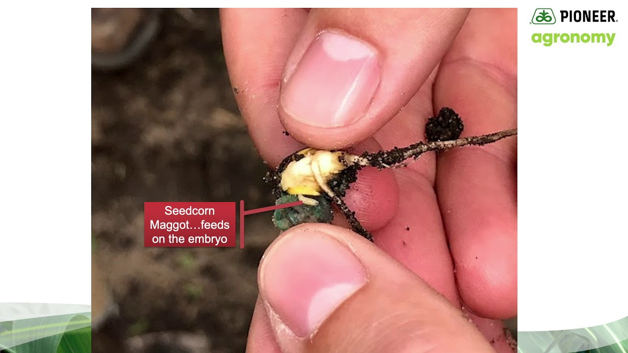 Corn Seed Emergence