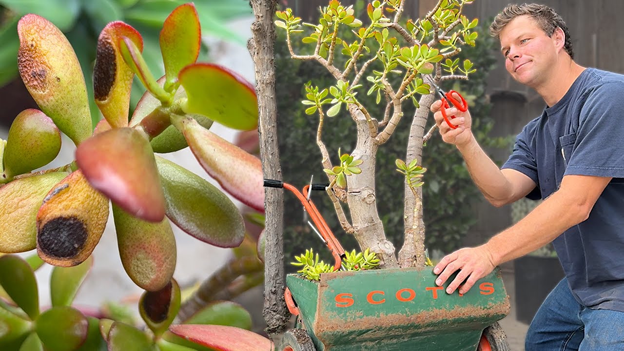 Neglected Jade Plant Gets Big Bonsai Prune and Repotting