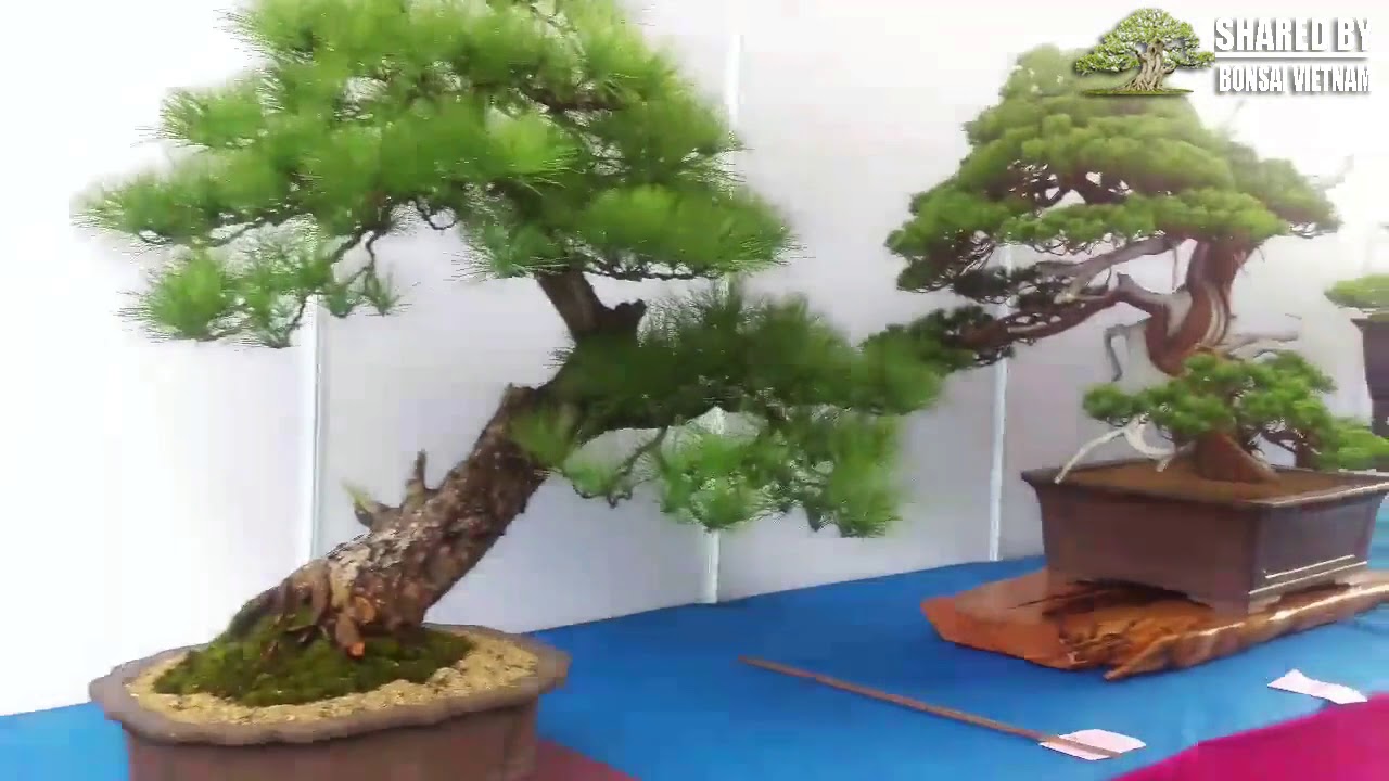 Đi xem triển lãm Bonsai ở Đài Loan khu dành riêng cho Thông và Tùng