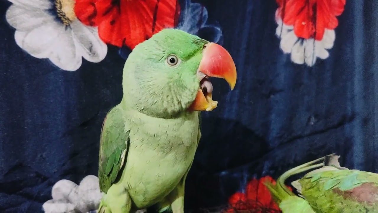 #Mitthu#💐🦜🦜🦜 bete# Mitthu #main Mitthu# viral video#🙏💐🦜🦜🦜🦜🦜💐🙏