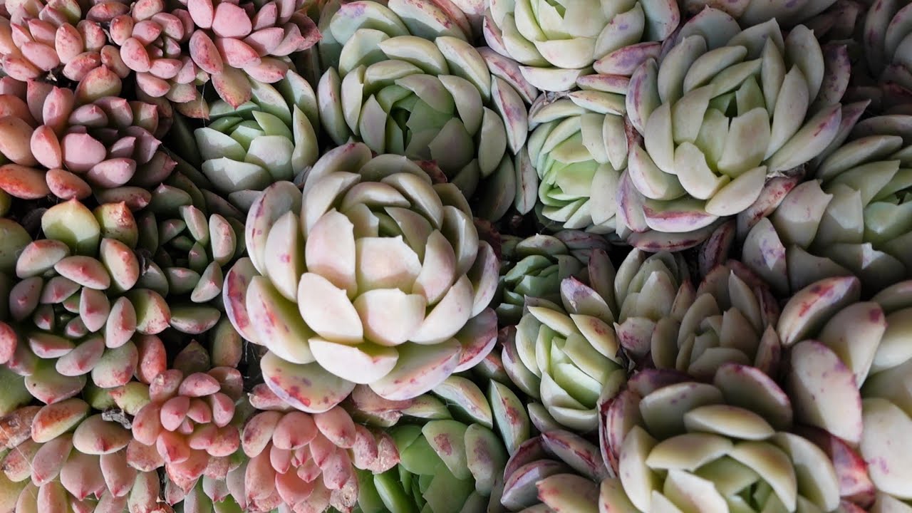 Purple Cactus, Furry Kalanchoe & Morning Beauty | VLOG #142 - Succulents and Coffee with Liz