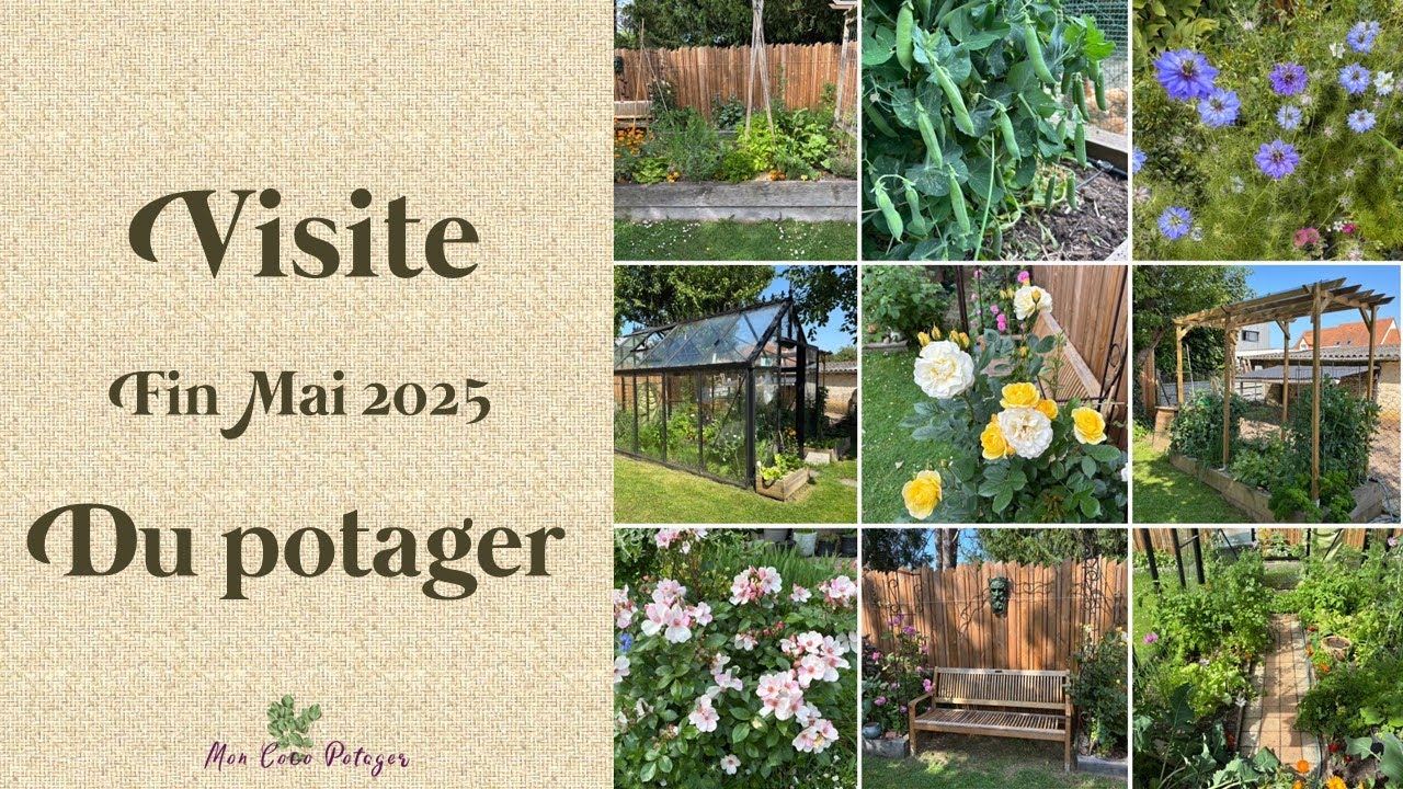 Retour de vacances au potager fin Mai