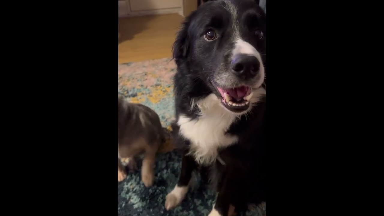 Miss Doggy Universe…UK Branch
