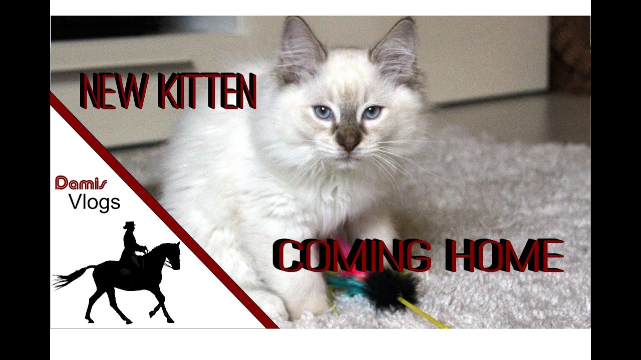 New Kitten coming Home | Qiano zieht ein