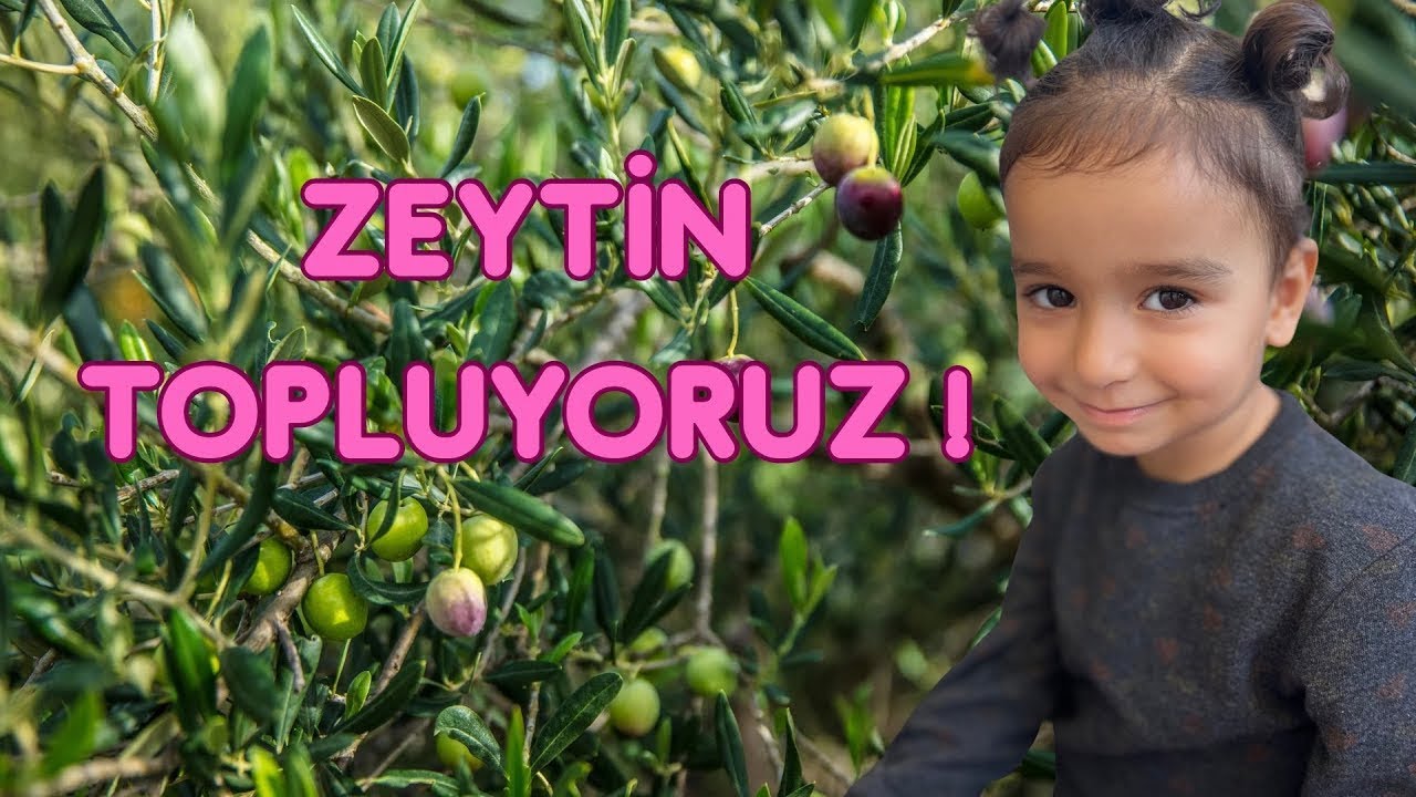 GÖKÇE İLE ZEYTİN BAHÇESİNDE BİR GÜN VLOG ! GÖKÇE NELER YAPTI ? #zeytinlik #bahçe #vlog #birgün #new 