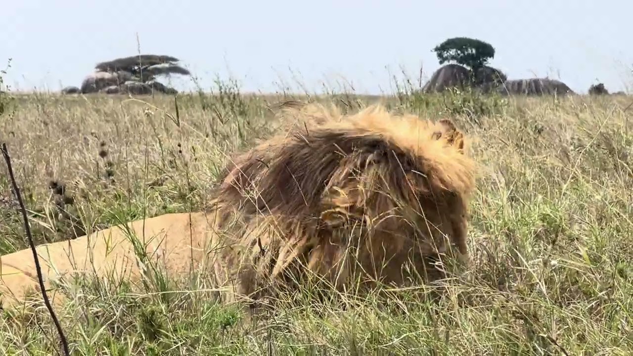 The king himself