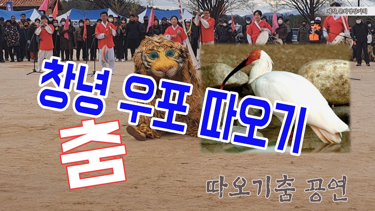 멸종위기 새! 우포따오기 실제 모습을 보여주는 춤