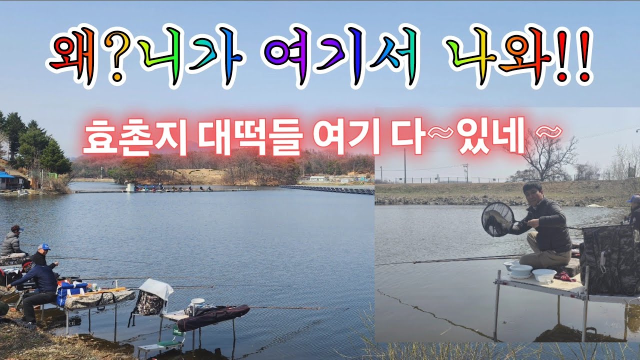 효촌지 대떡들 여기 다~숨어 있네~#중앙어수라 #차이조구 #초계찌 #거북선 대왕좌대