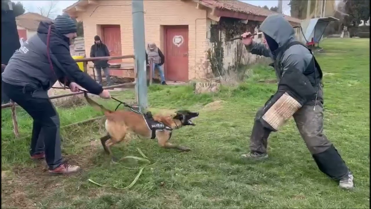 AhzaruSS Katana (Malinois) First aggression training session IGP