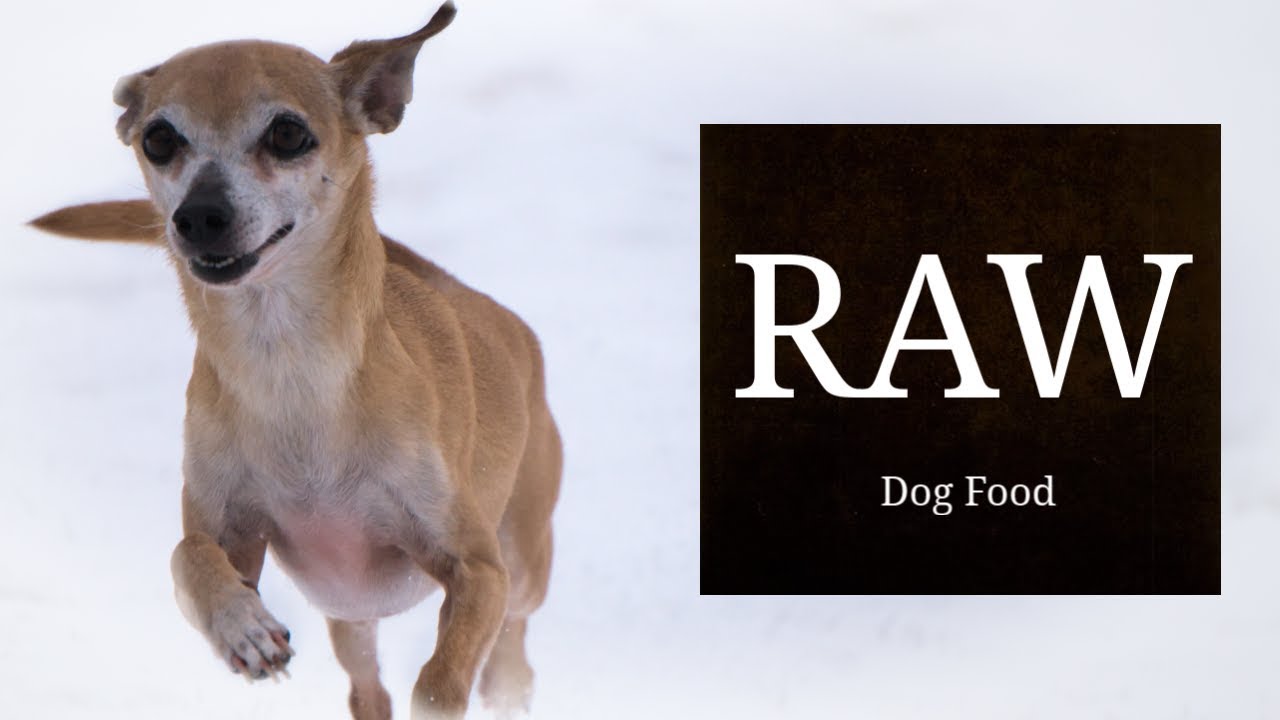 Homemade Raw Dog Food - Small Dog Edition