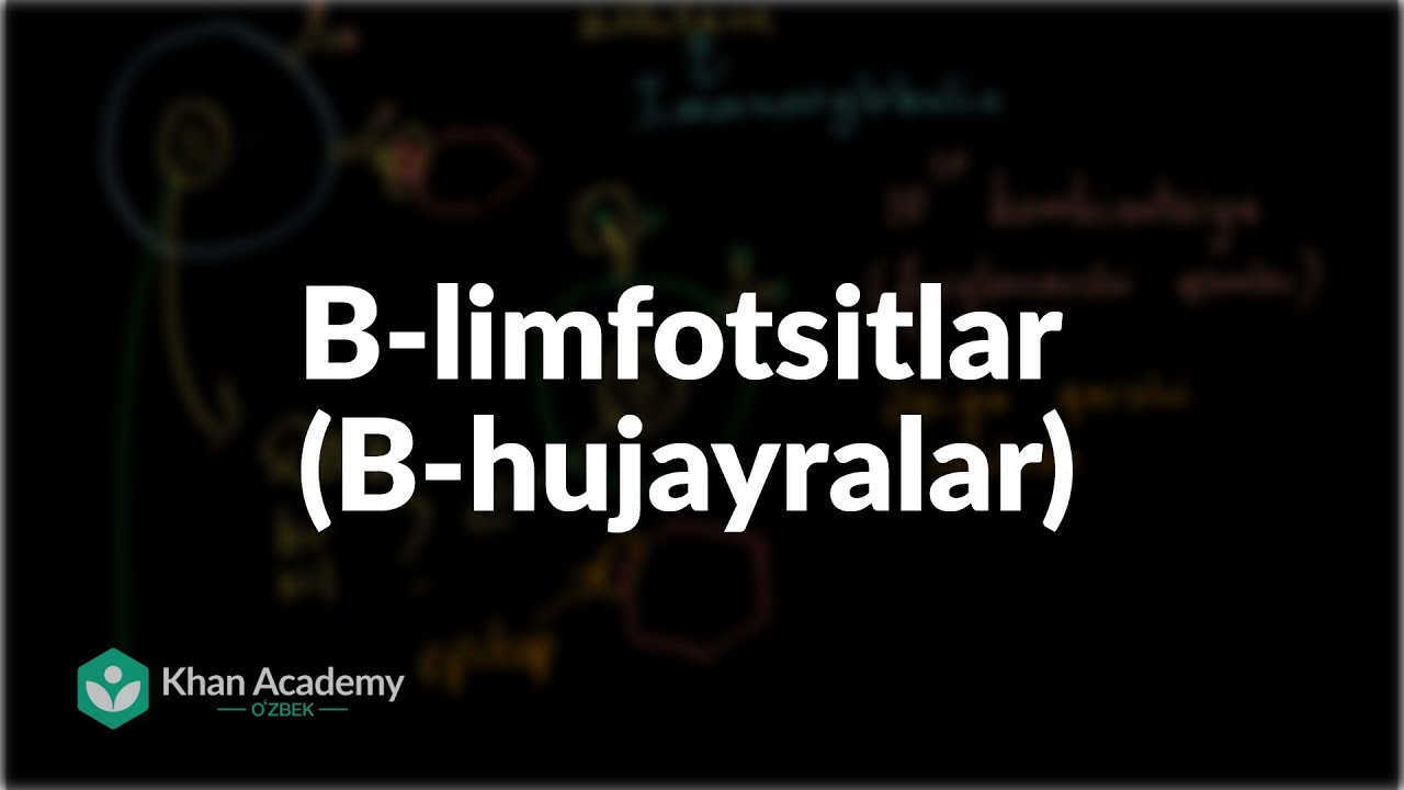 B-limfotsitlar (B-hujayralar) | Odam biologiyasi | Biologiya