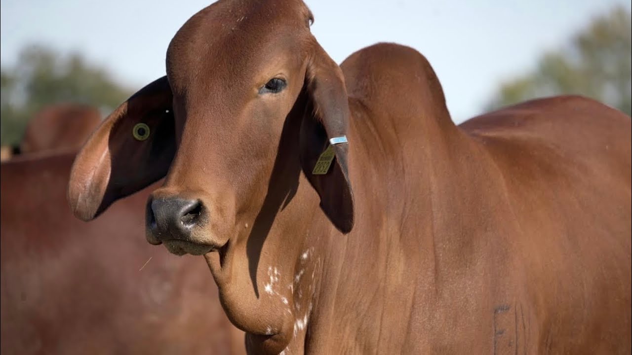 LAS HUASTECAS DIVISIÓN TEXAS, PROYECTA AL MUNDO SU GENÉTICA CON ETIQUETA DE SUPERIORIDAD.