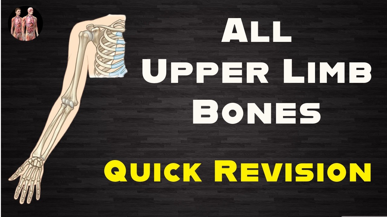 32 Upper Limb Bones - Quick Revision | 📝For PDF Notes, Check Description Box