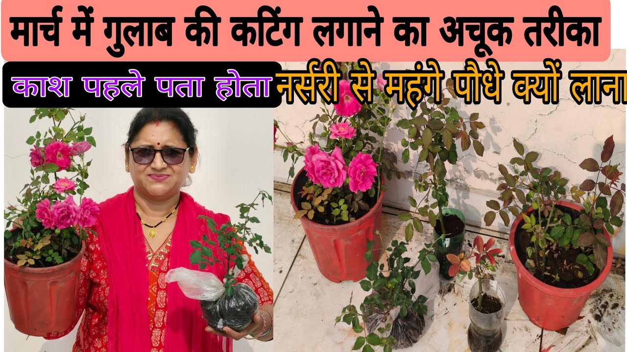मार्च में ऐसे लगेगी गुलाब की कटिंग, महंगे पौधे नर्सरी से लाने की जरूरत नहीं, काश पहले पता होता, 