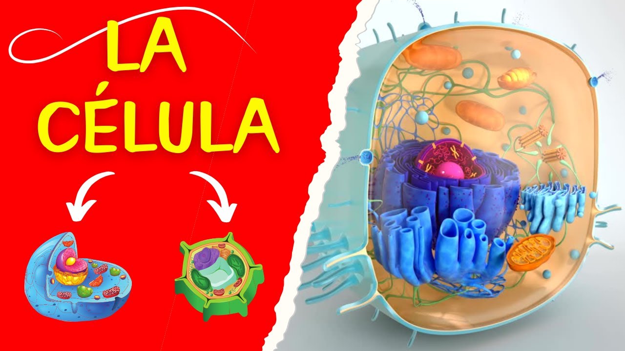 🧬LA C&Eacute;LULA: LA UNIDAD BASICA DE LA VIDA | Biolog&iacute;a Celular
