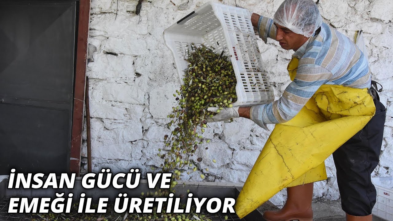 Dede mirası taş baskı yöntemi ile doğal zeytinyağı üretiyorlar
