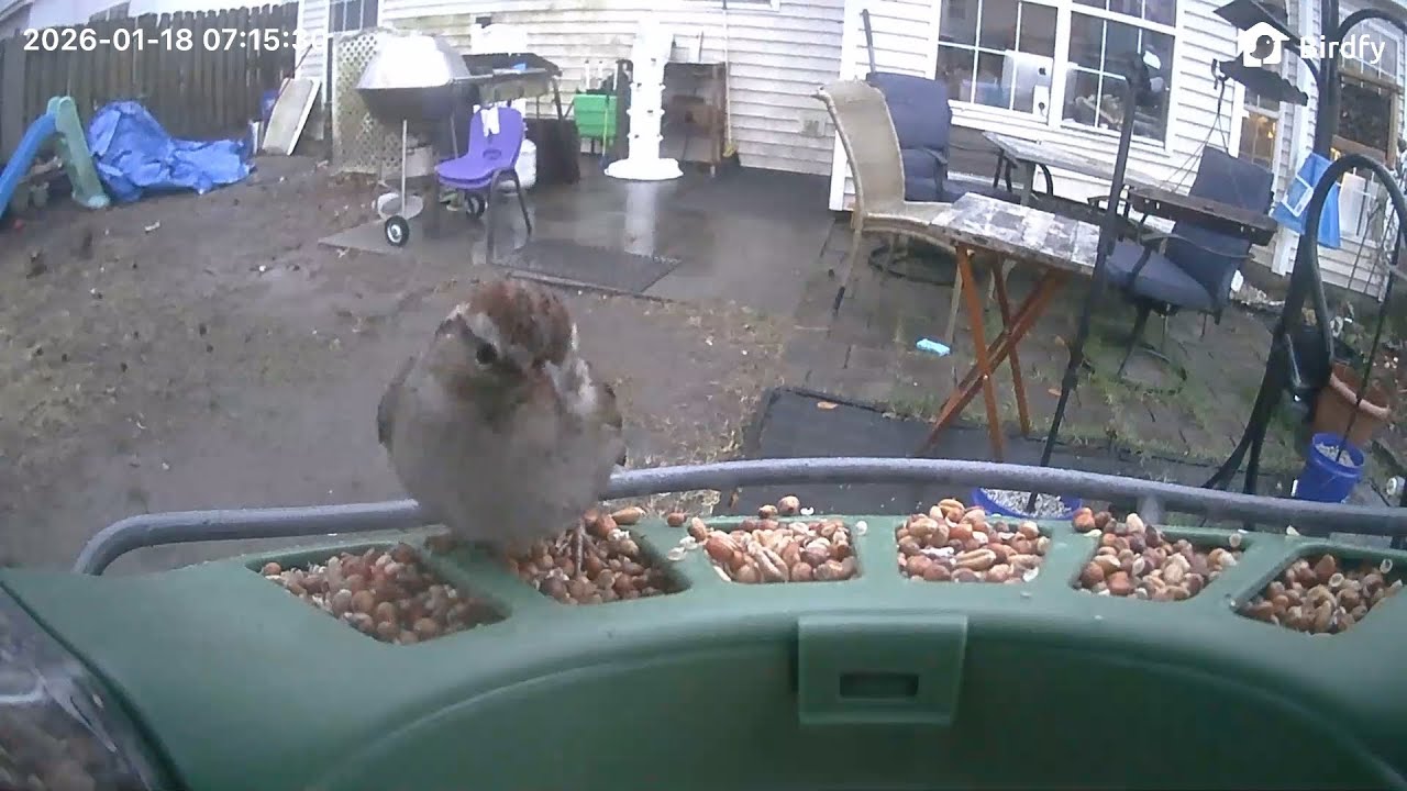 William's Bird Channel Live Stream bird feeder cam! ￼
