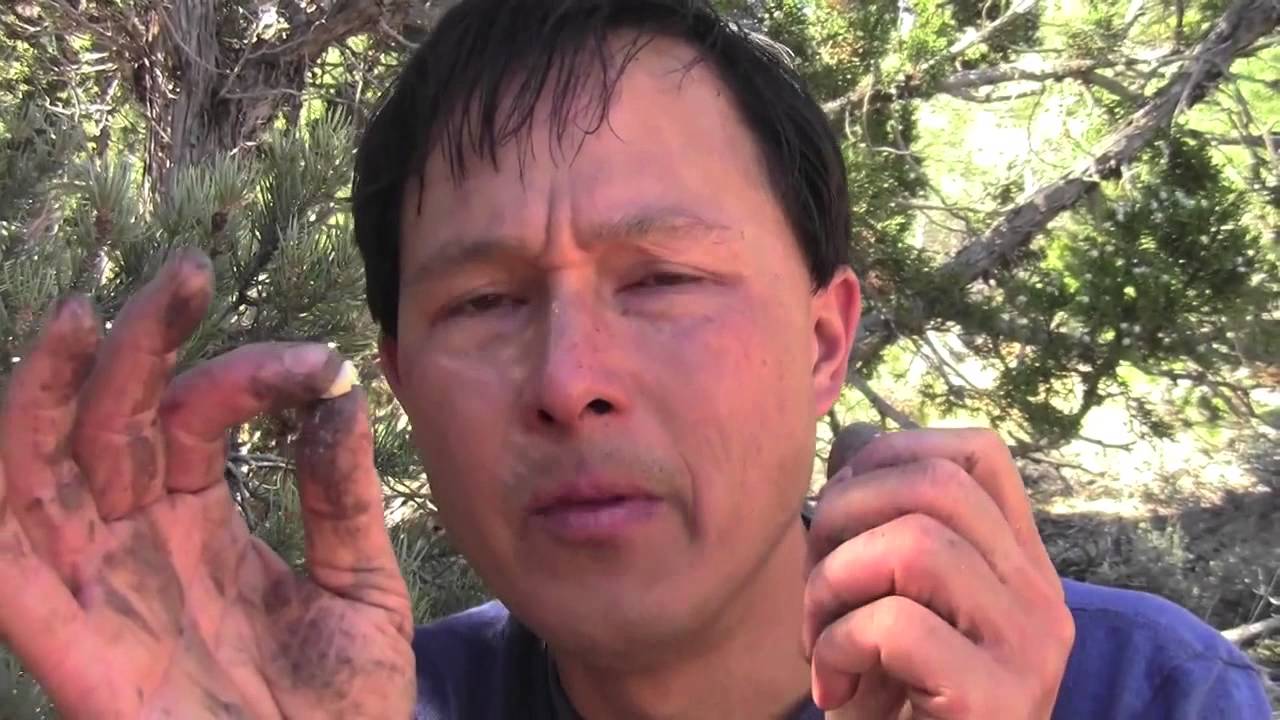 How to Harvest Pine Nuts in the Forest