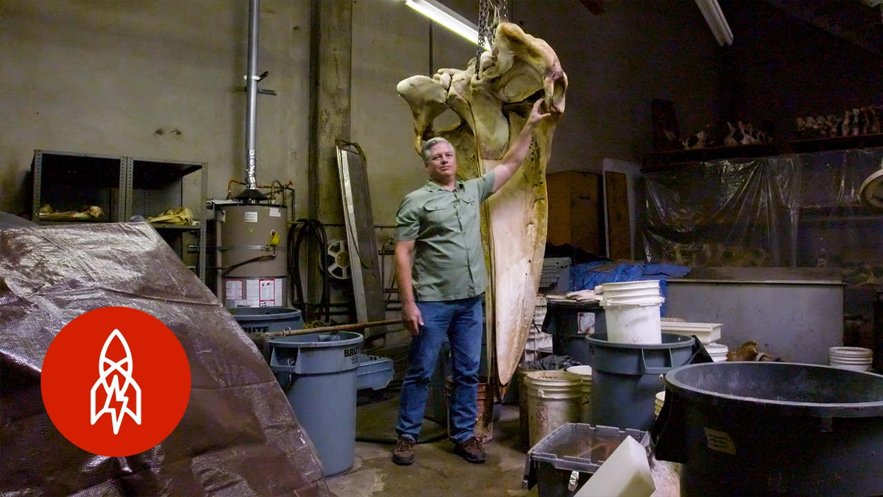 House of Bones: L.A.&rsquo;s Hidden Whale Warehouse
