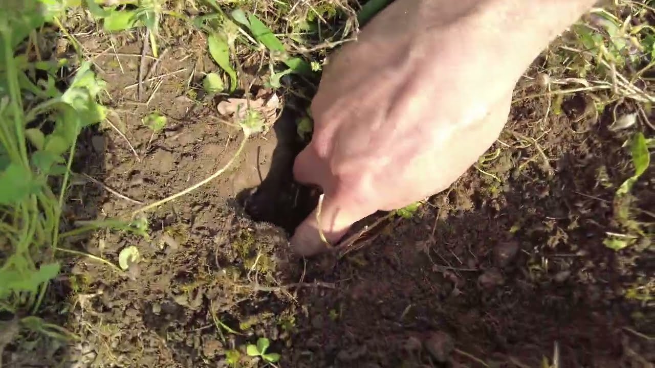 Raccolta uova Testudo marginata sarda