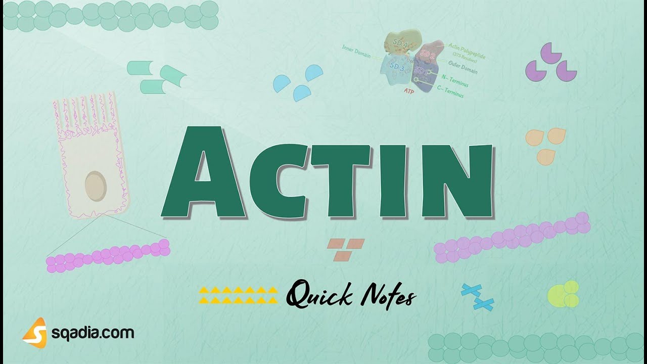 Actin - Introduction | Cell Proteins and Cell Filaments